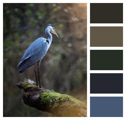 Bird Grey Heron Heron Image